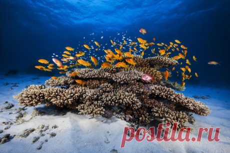 45 красивых подводных фотографий, от которых замирает дыхание