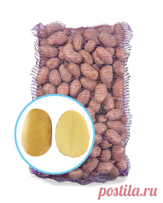 Семенной картофель Мадлен (Маделине), Голландия купить - Компания ФОРСАГРО