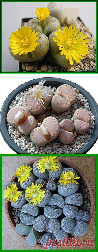 Литопсы - Живые камни - Кактусы и суккуленты - Комнатные цветы и растения - Каталог статей - Цветы и растения