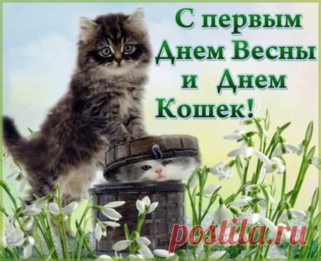 Всемирный день кошек сегодня, вот так!
И это для многих совсем не пустяк.
В День кошек хочу, чтоб они не болели,
Чтоб радостным блеском глаза их горели.