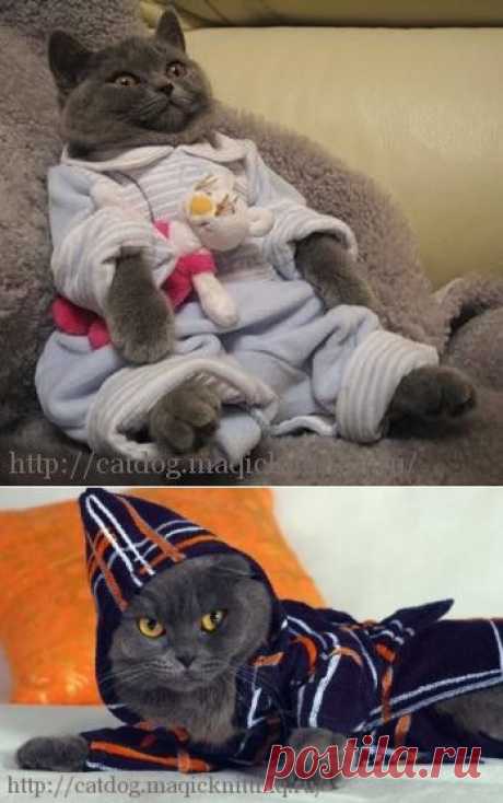 Одежда для кошки своим руками