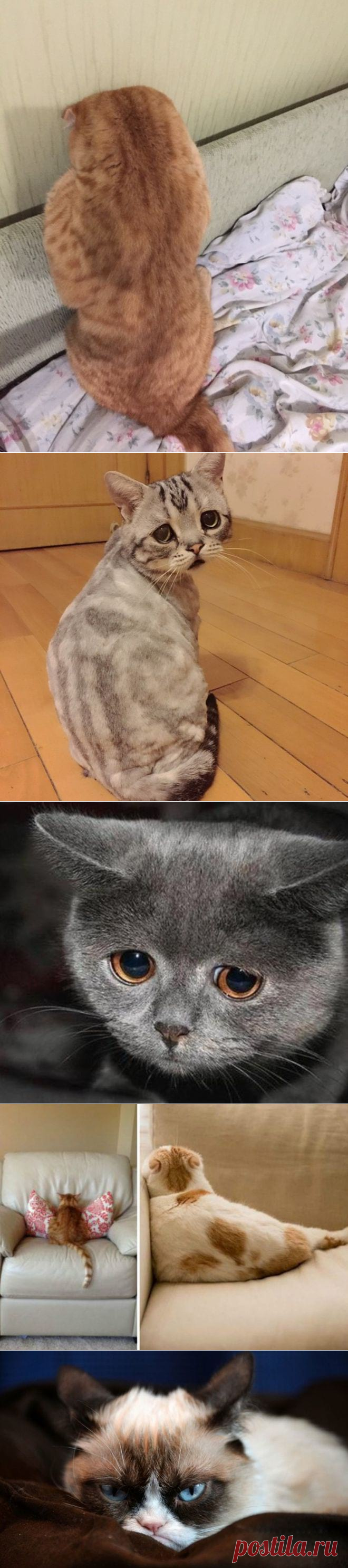 Как выглядит обижулька: 35 животных, перед которыми вы очень провинились