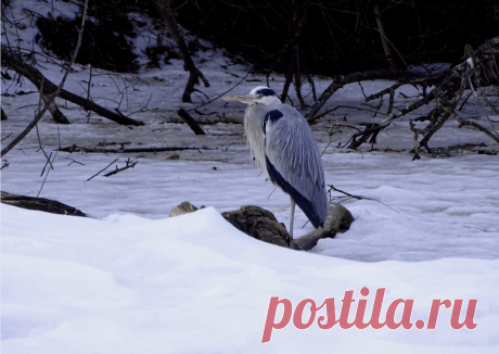 Календарь сезонных работ в саду: декабрь - Planetalsad