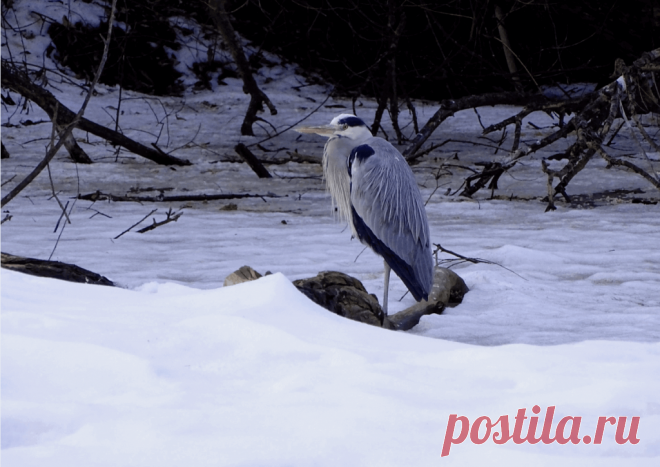 Календарь сезонных работ в саду: декабрь - Planetalsad