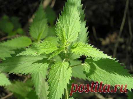 Лечение онкологических заболеваний. Настойка &quot;Гадюка&quot; | Советы Народной Мудрости