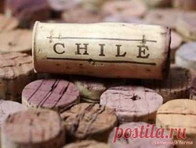 Вина Чили - Виноградные вина - Виноделие - Библиотека - Семейная ферма
