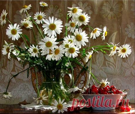 ромашки фото: 21 тыс изображений найдено в Яндекс.Картинках
