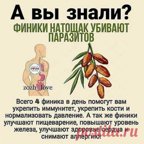 Финики - польза для здоровья