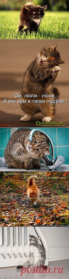 фото котят: 5 млн изображений найдено в Яндекс.Картинках