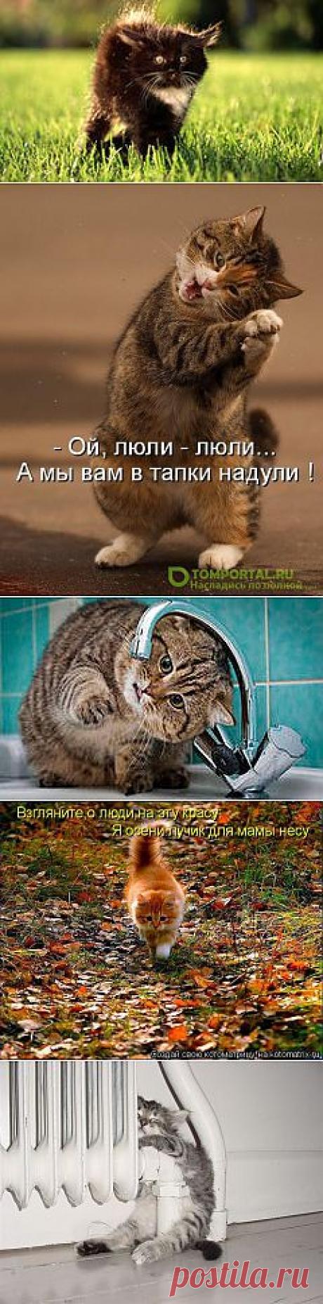 фото котят: 5 млн изображений найдено в Яндекс.Картинках