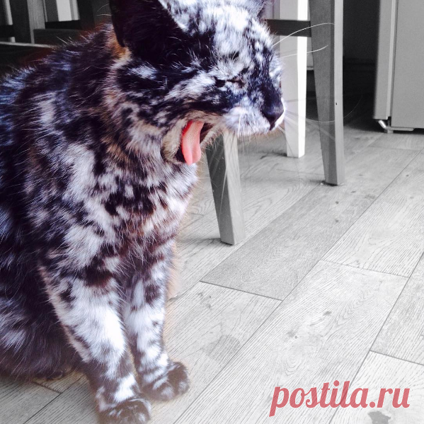 История необыкновенно красивого мраморного кота. Всё началось внезапно!