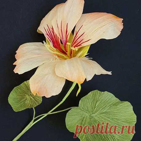 Tropaeolum. (aka: Nasturtium)  From the Latin 'tropaeum': the post-battle trophy column where Romans would hang the round shields and helmets of their vanquished foes. 'Cause yeah, Carl, that's totally what I thought too when I saw this flower.  #latin #linnaeus #nasturtium #thankswikipedia #crepepaper #dulcebelluminexpertis