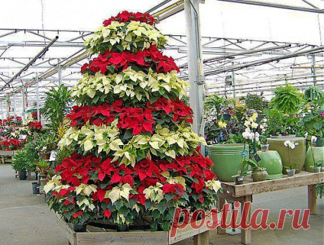 пуансетия