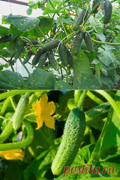 Партенокарпические огурцы: особенности выращивания, обзор самых лучших сортов партенокарпических гибридных огурцов, формирование партенокарпических огурцов | Glavnaya-dacha.ru