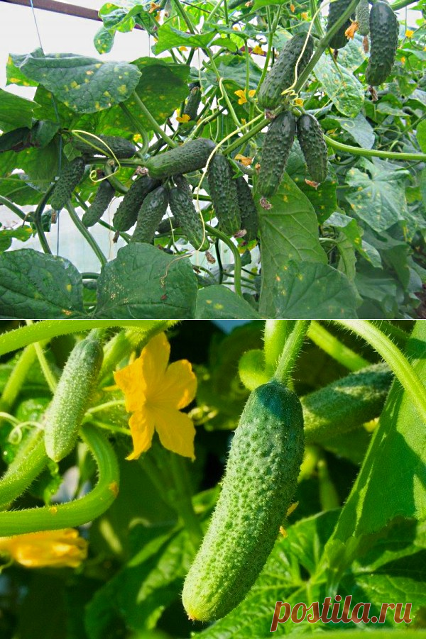 Партенокарпические огурцы: особенности выращивания, обзор самых лучших сортов партенокарпических гибридных огурцов, формирование партенокарпических огурцов | Glavnaya-dacha.ru