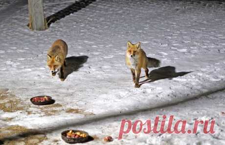 Лисьи истории летчика Конькова — Ермак Тимофеич