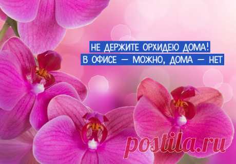 Не держите орхидею дома 
Кажется, все или почти все женщины обожают орхидеи. Красивые цветы, что тут скажешь. Но вот выращивать их дома — плохая идея. Очень плохая. И на это есть как минимум одна очень веская причина.
 
Спец…