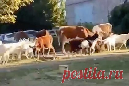 Поселившееся во дворе многоэтажки стадо коров и коз сняли на видео. В Волгодонске (Ростовская область) стадо коров и коз поселилось во дворе многоэтажного дома. На записи, снятой очевидцами, можно увидеть, как на площадке возле парковки дома гуляют около десяти коров и примерно столько же коз. Владельца стада на данный момент найти не удалось.