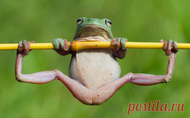 Запоминающиеся фото животных