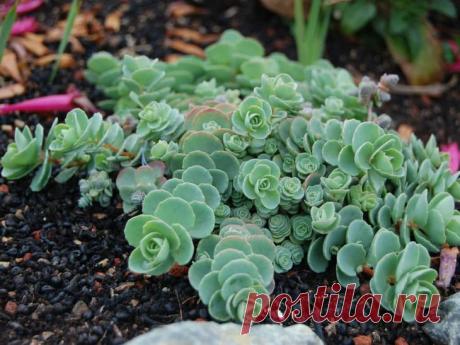 Очиток: фото цветов в клумбе Многие садоводы и любители цветов очень любят очиток или, как его еще называют, седум. Этот цветок выглядит достаточно скромно, но при этом очень оригинально. Некоторые сорта седума очень часто исполь...