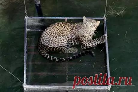 Едва не утонувшего леопарда спасли из 15-метрового колодца. Ветеринары и представители лесной службы в Индии спасли леопарда, который упал в 15-метровый колодец и беспомощно барахтался в попытке удержаться на поверхности воды. Они опустили в колодец клетку и вытащили животное. Животное осмотрели ветеринары, после чего леопарда выпустили в естественную среду обитания.