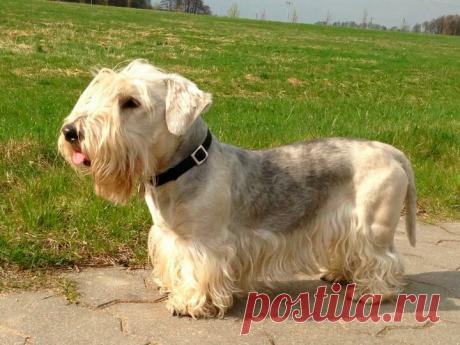 ༺🌸༻.
«Чешский терьер ― редкая порода собак, выведенная в Чехословакии для норной охоты. Смышленый, преданный, дружелюбный и не агрессивный по отношению к людям. Благодаря этим качествам он может быть не только надежным помощником охотника, но и семейной собакой, компаньоном. Не линяет, но требует регулярного ухода и стрижки. » — карточка пользователя Валентина в Яндекс.Коллекциях