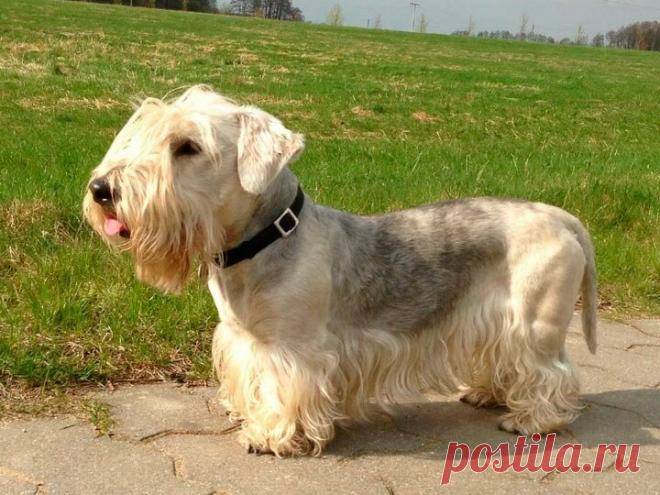 ༺🌸༻.
«Чешский терьер ― редкая порода собак, выведенная в Чехословакии для норной охоты. Смышленый, преданный, дружелюбный и не агрессивный по отношению к людям. Благодаря этим качествам он может быть не только надежным помощником охотника, но и семейной собакой, компаньоном. Не линяет, но требует регулярного ухода и стрижки. » — карточка пользователя Валентина в Яндекс.Коллекциях