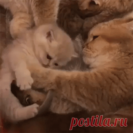 - Лежать!
- Ню, мааам!...😸