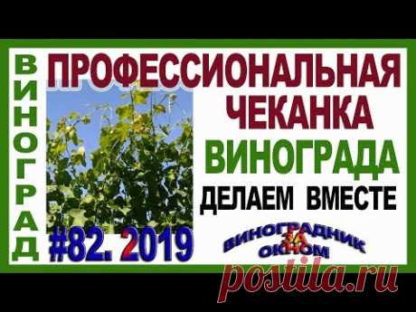 🍇 ЗАЧЕМ чеканят виноград. ЗА и ПРОТИВ. Укорачивание побегов летом. Смотрим и чеканим правильно.