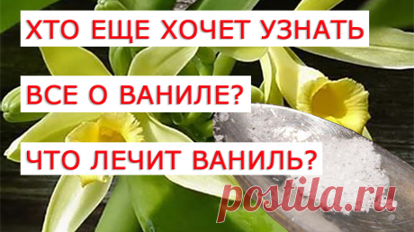 При слове «ваниль», сразу вспоминается белоснежный сладкий порошок, для приготовления вкусной и ароматной выпечки, присутствующий в каждой кухне. Оказывается, что это не совсем ваниль, а лишь ее «жалкая копия» - искусственный заменитель ‒ ванилин. Натуральная, природная ваниль невероятно дорогая приправа, стоимость которой нередко сравнивают со стоимостью золота или бриллиантов. Кроме того она обладает лечебными и омолаживающими свойствами. Поэтому, если Вам «посчастливиться» увидеть дешевый