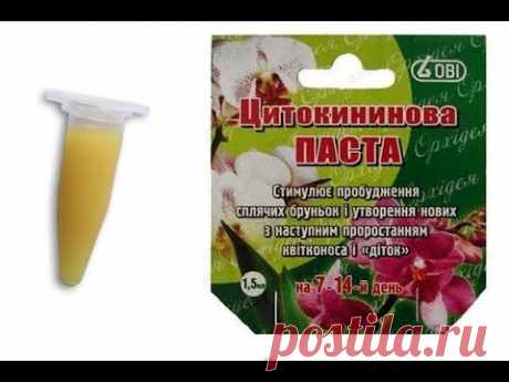 Неудача при применении цитокининовой пасты на орхидее. Эксперимент по наращиванию почек.