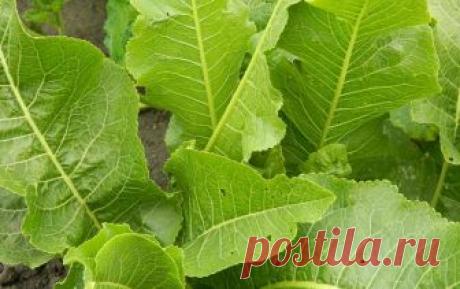 Листья хрена от ангины, остеохондроза, стоматита и от болезней печени - CELEBNIK. RU Хрен – долгожитель из семейства капустных, которого можно встретить по всей территории...