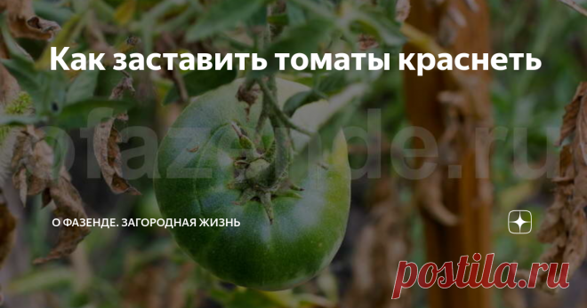 Как заставить томаты краснеть Часто к концу лета ночи становятся прохладными. Огородные культуры испытывают стресс из-за перепада температур, а холодные росы могут вызвать болезни у помидоров, огурцов, перцев.