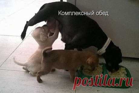 Смешные и забавные собаки