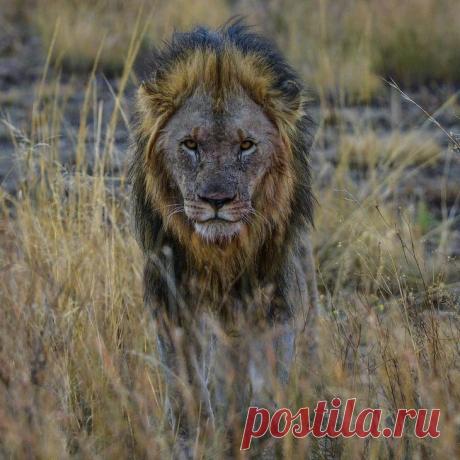 Дикие животные Африки на снимках Стивена Довера