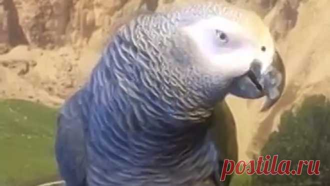 Красавчик и просто Умничка ! Артист Больших и Малых театров ! 😊 Моё восхищение! Браво хозяевам 👍👍