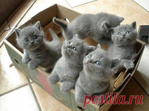 Коробочка счастья