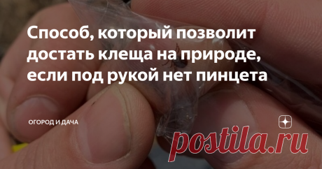 Способ, который позволит достать клеща на природе, если под рукой нет пинцета Сейчас, когда на улице, наконец, установилась теплая погода, вылазки на природы стали обычным делом – в лесу можно и свежим воздухом подышать, и от городской суеты отдохнуть, и шашлычков вкусных поесть. Но, такой отдых может иметь серьезные последствия, ведь лес - излюбленное место обитания клещей, которые, с легкостью пережив нехолодную зиму, активно начали свой сезон «охоты».
Да, избавиться от