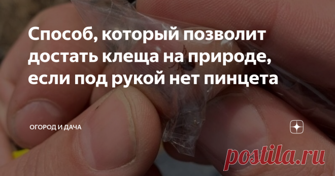 Способ, который позволит достать клеща на природе, если под рукой нет пинцета Сейчас, когда на улице, наконец, установилась теплая погода, вылазки на природы стали обычным делом – в лесу можно и свежим воздухом подышать, и от городской суеты отдохнуть, и шашлычков вкусных поесть. Но, такой отдых может иметь серьезные последствия, ведь лес - излюбленное место обитания клещей, которые, с легкостью пережив нехолодную зиму, активно начали свой сезон «охоты».
Да, избавиться от