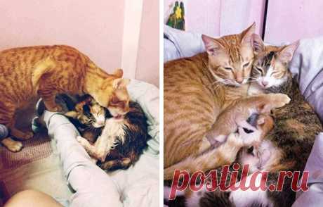 16 животных, которые знают, что такое настоящая взаимовыручка