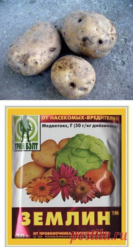 Как бороться с проволочником | Самоцветик