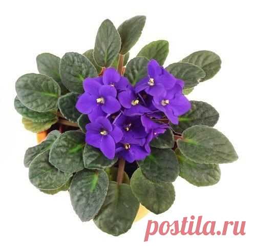 Чтобы фиалки цвели круглый год