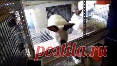 возраст кроля для спаривания - 747 тыс. результатов. Поиск Mail.Ru