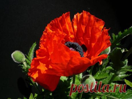 УРОК - КАК БЫСТРО СДЕЛАТЬ ОТКРЫТКИ В ОНЛАЙН .