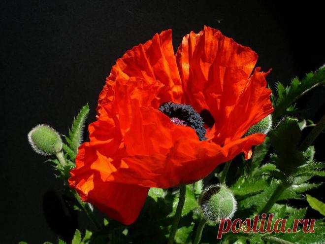 УРОК - КАК БЫСТРО СДЕЛАТЬ ОТКРЫТКИ В ОНЛАЙН .