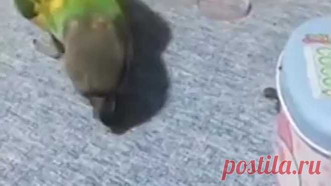 Умный попугай
