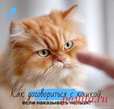 Как договориться с кошкой, если наказывать нельзя Капустина Светлана - профессиональный зоопсихолог "Театра кошек Куклачева"Нередко сталкиваюсь с такой ситуацией: хозяева решили завести кошку, а до этого у них всегда были только собаки и, как обращаться с кошкой, такие люди совершенно не представляют. Кто-то сразу обращается к...