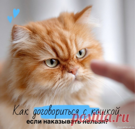 Как договориться с кошкой, если наказывать нельзя Капустина Светлана - профессиональный зоопсихолог "Театра кошек Куклачева"Нередко сталкиваюсь с такой ситуацией: хозяева решили завести кошку, а до этого у них всегда были только собаки и, как обращаться с кошкой, такие люди совершенно не представляют. Кто-то сразу обращается к...