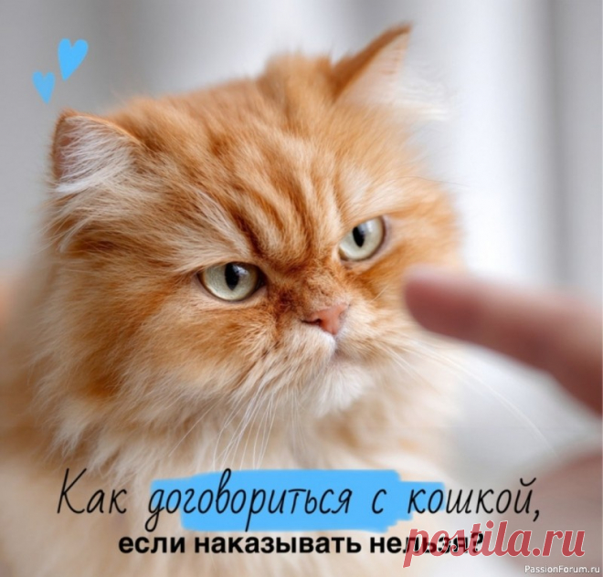 Как договориться с кошкой, если наказывать нельзя Капустина Светлана - профессиональный зоопсихолог 