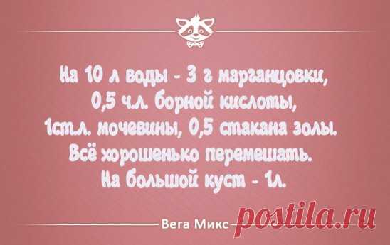 (4) Одноклассники